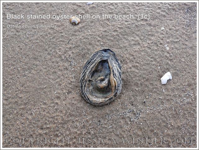 Black-stained oyster shell right valve inner surface (Ostrea edulis Linnaeus)