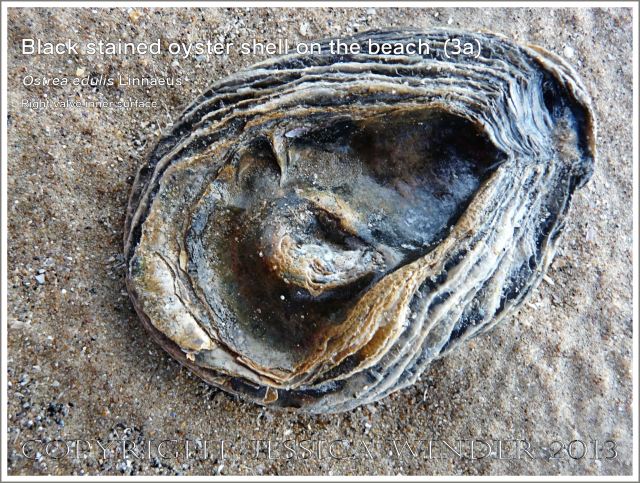 Black-stained oyster shell right valve inner surface (Ostrea edulis Linnaeus)