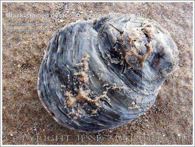 Black-stained oyster shell right valve outer surface (Ostrea edulis Linnaeus)