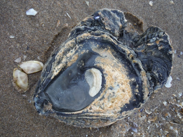 Clump of five oysters shells stained by burial