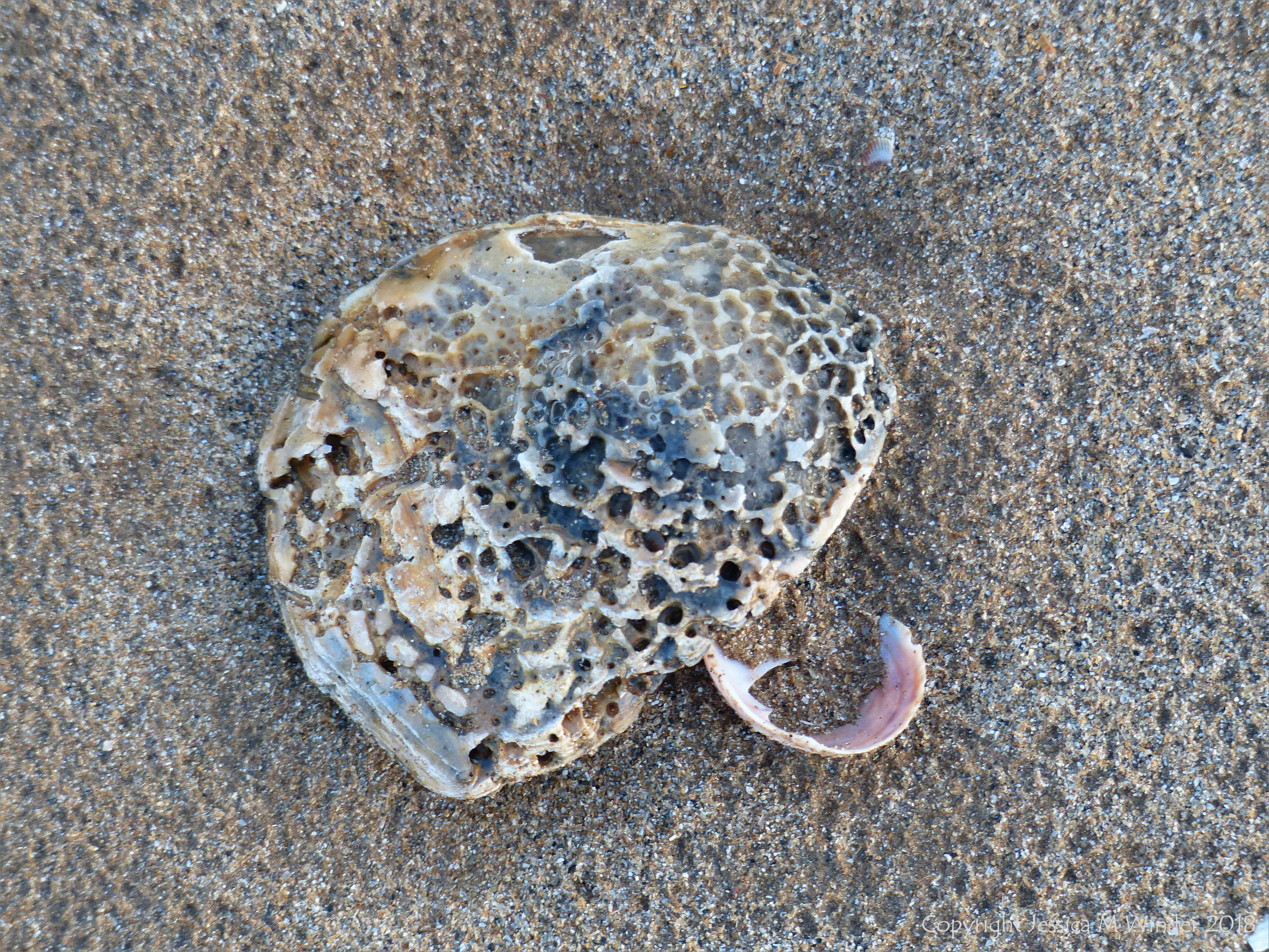 Oyster shell on beach sand with slipper limpet