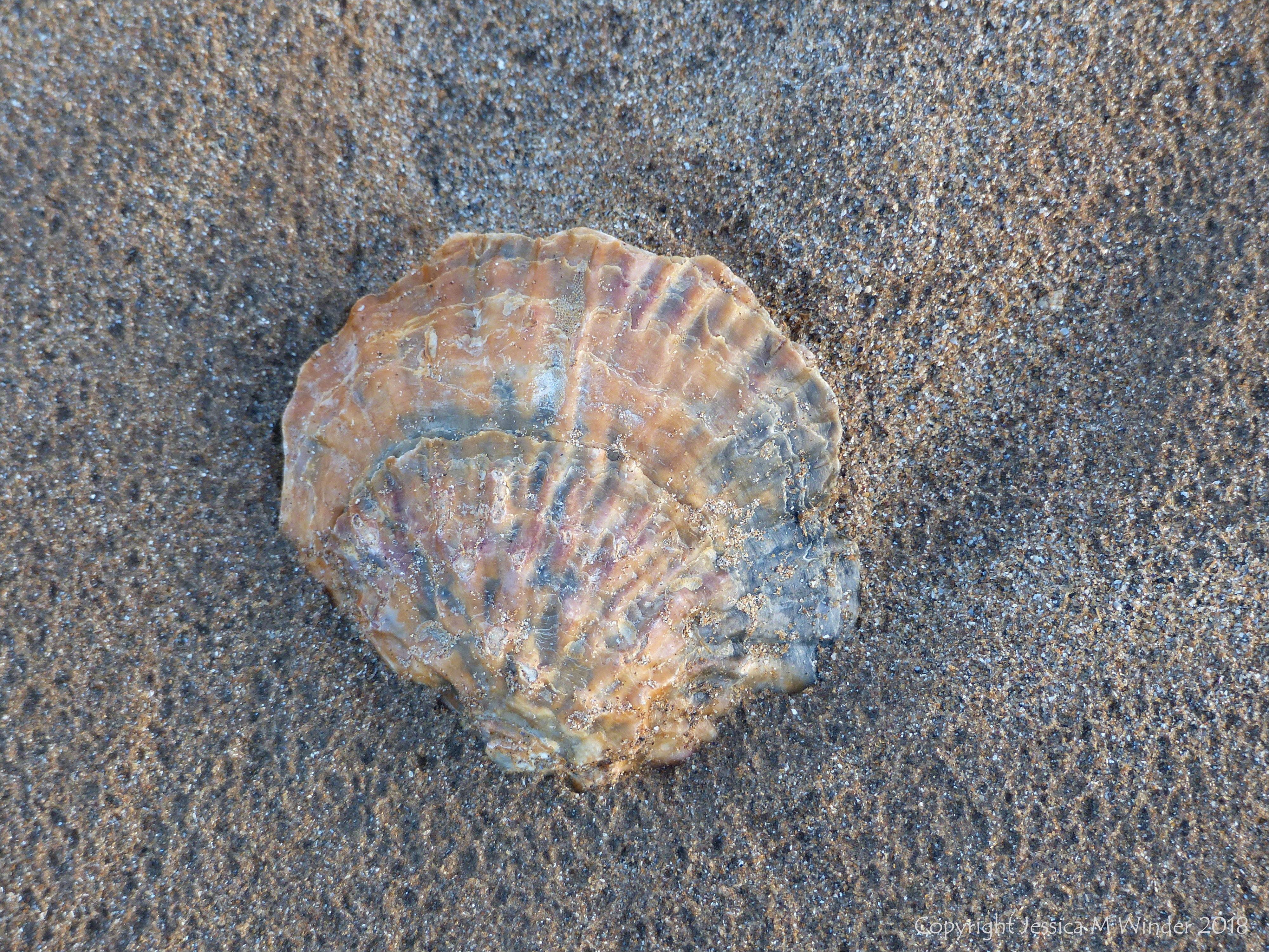 Beach-worn oyster shell on a sandy beach