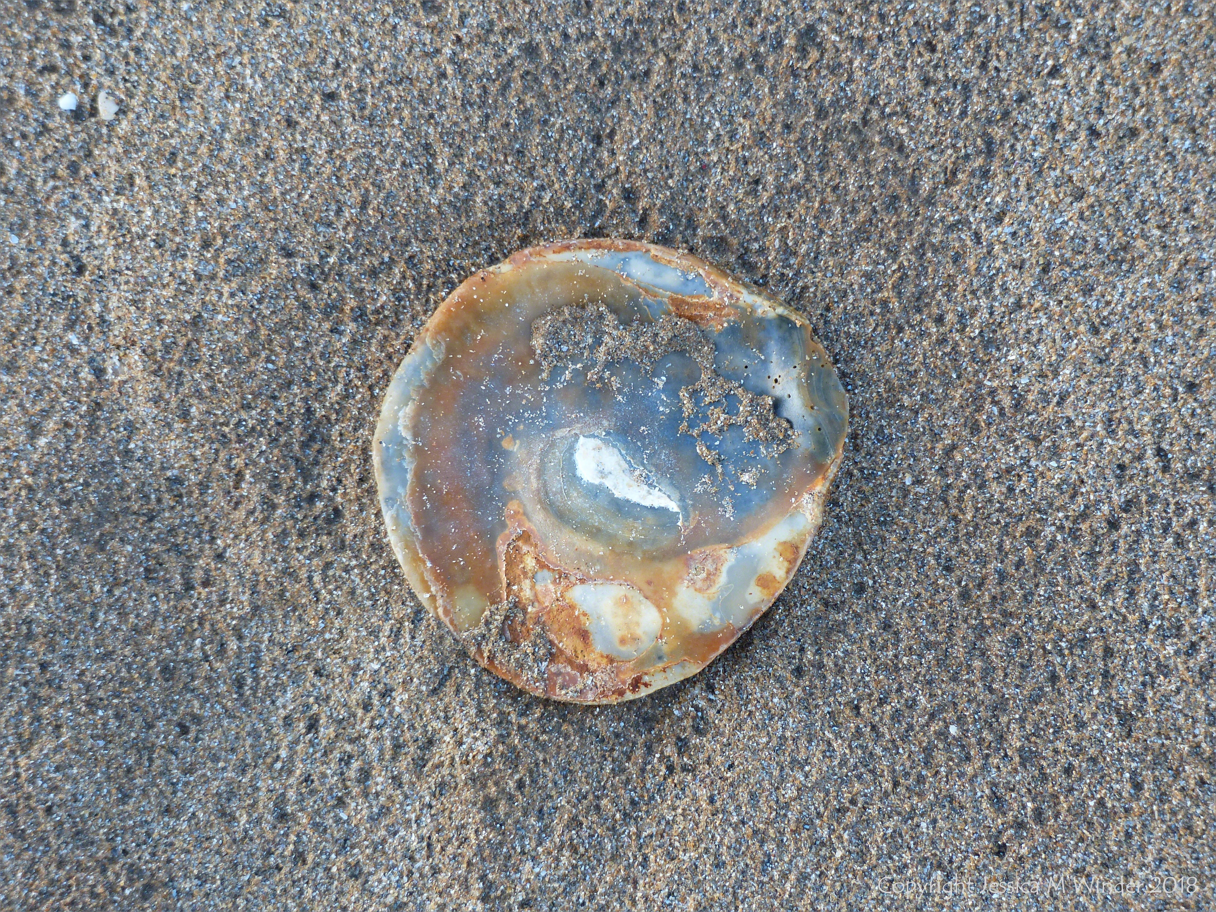 Oyster shell on the beach