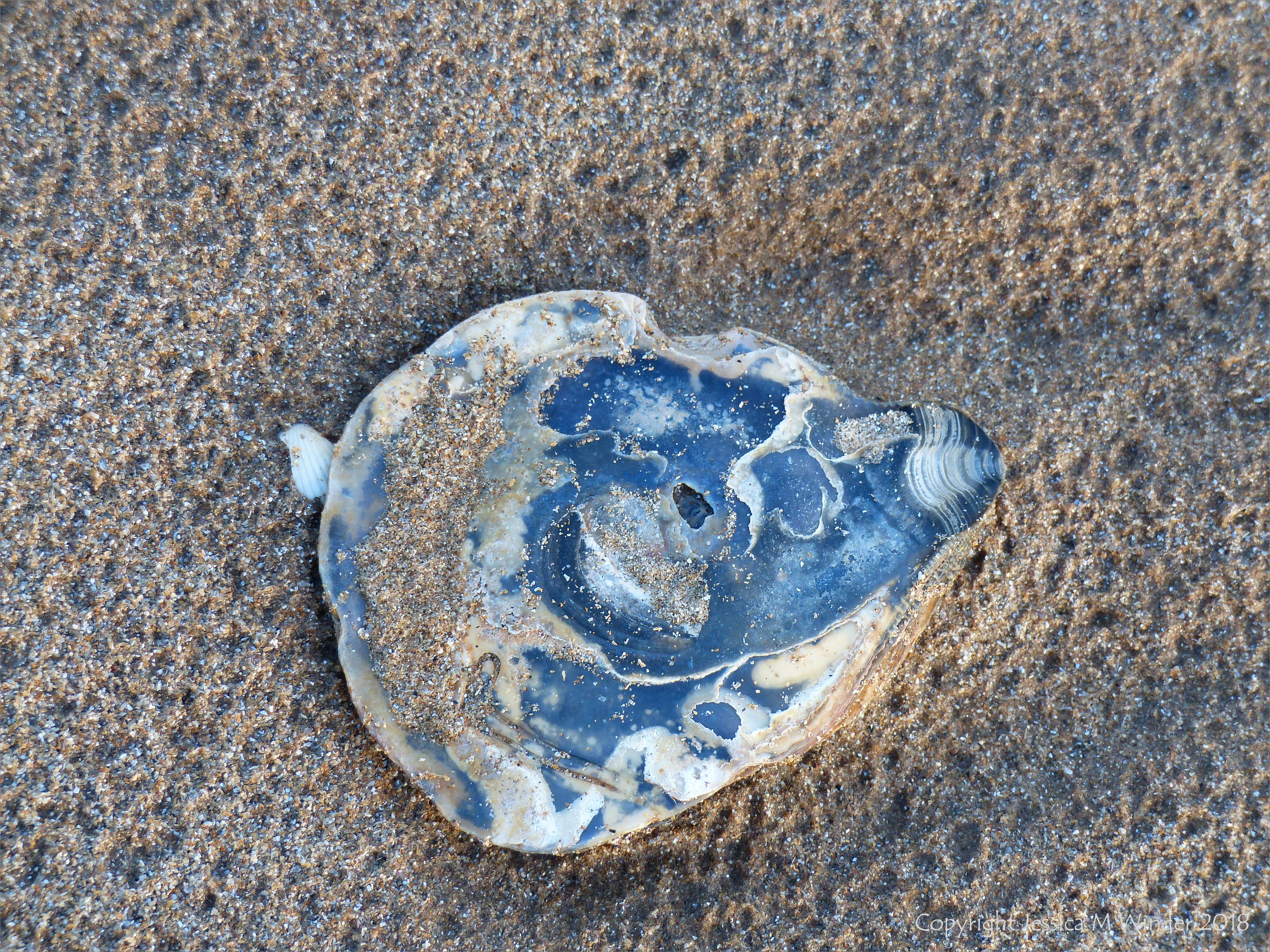 Beach-worn oyster on sand