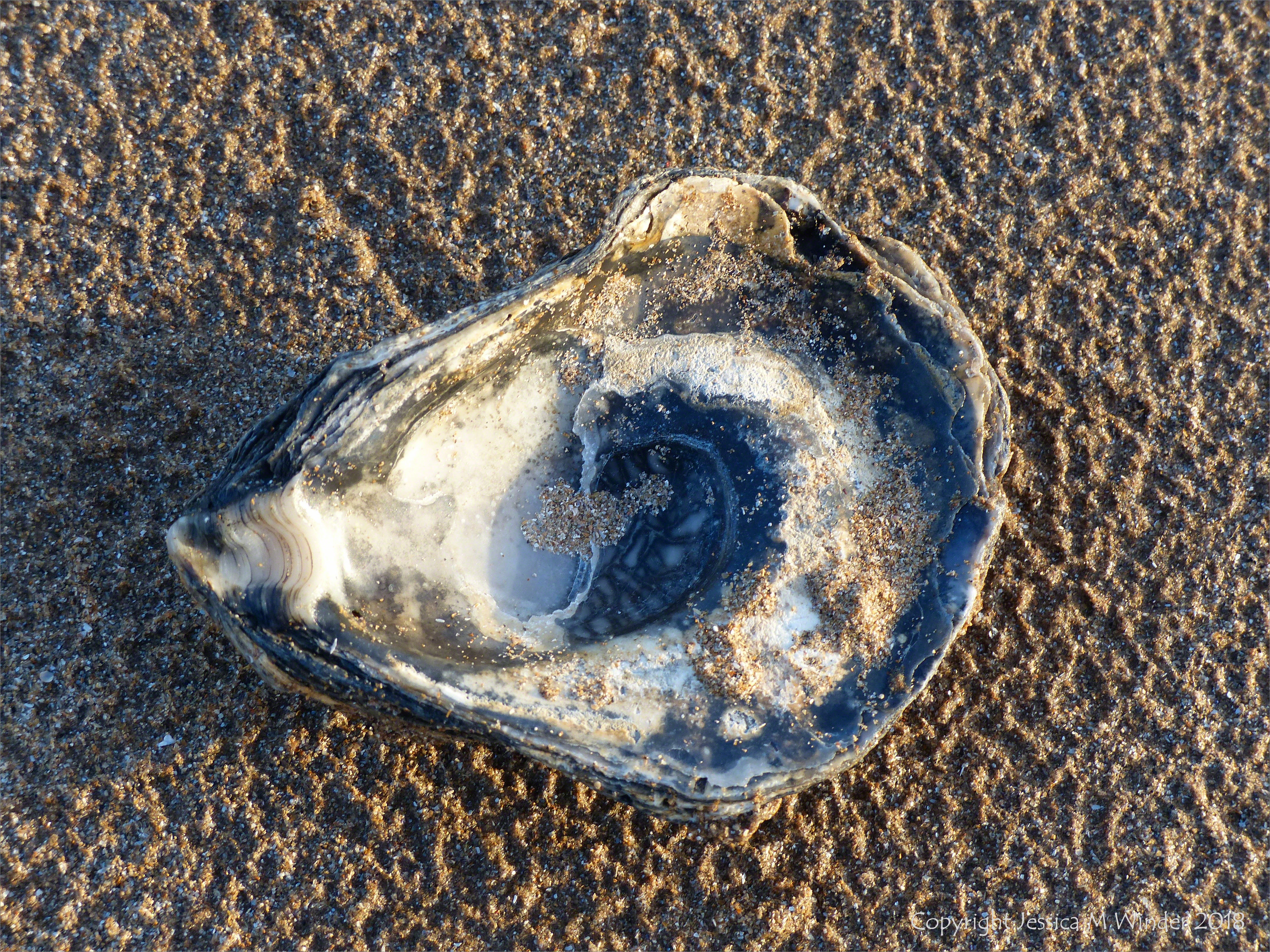 Oyster shell on sand