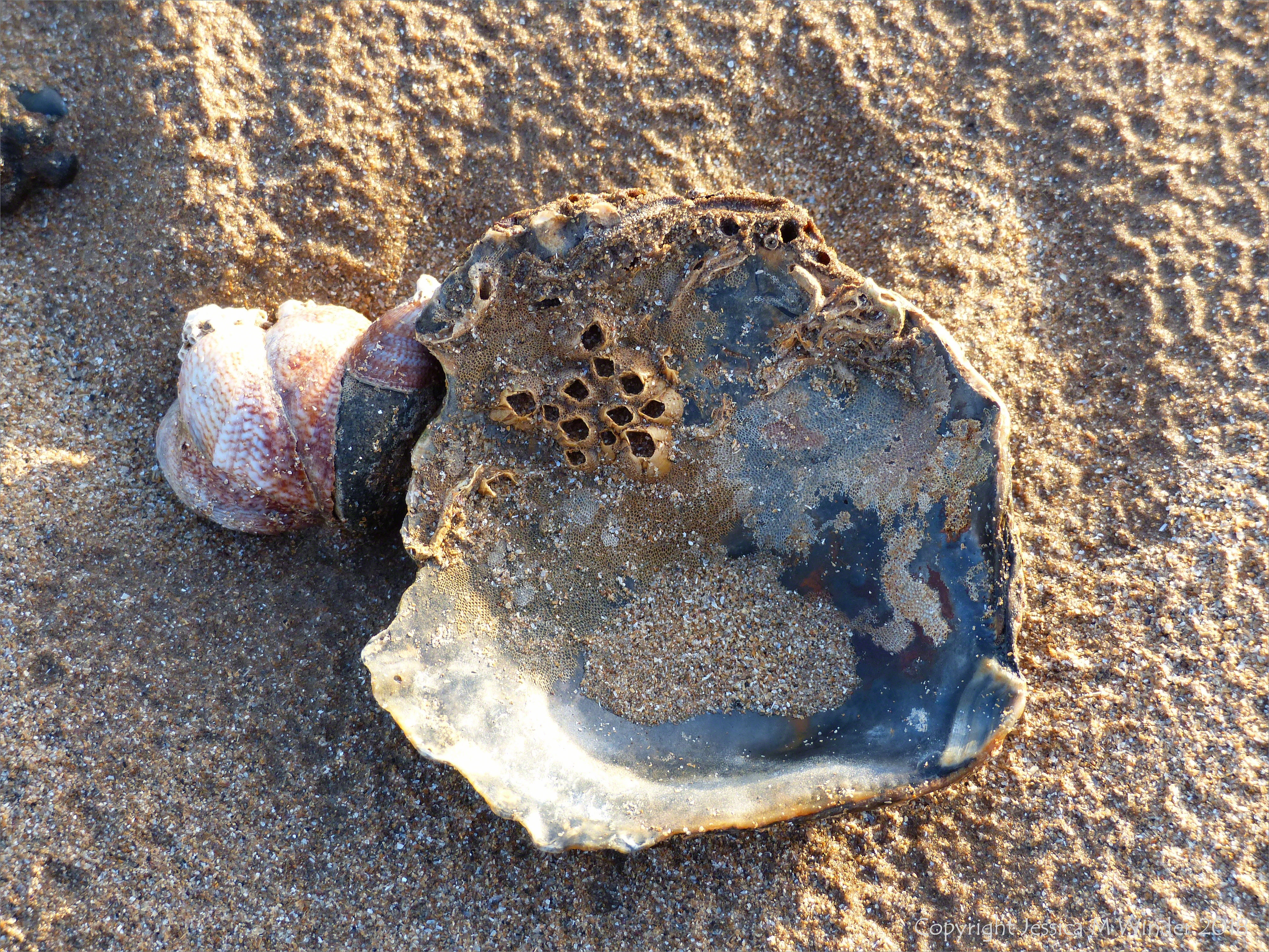 Oyster shell on beach with slipper limpets
