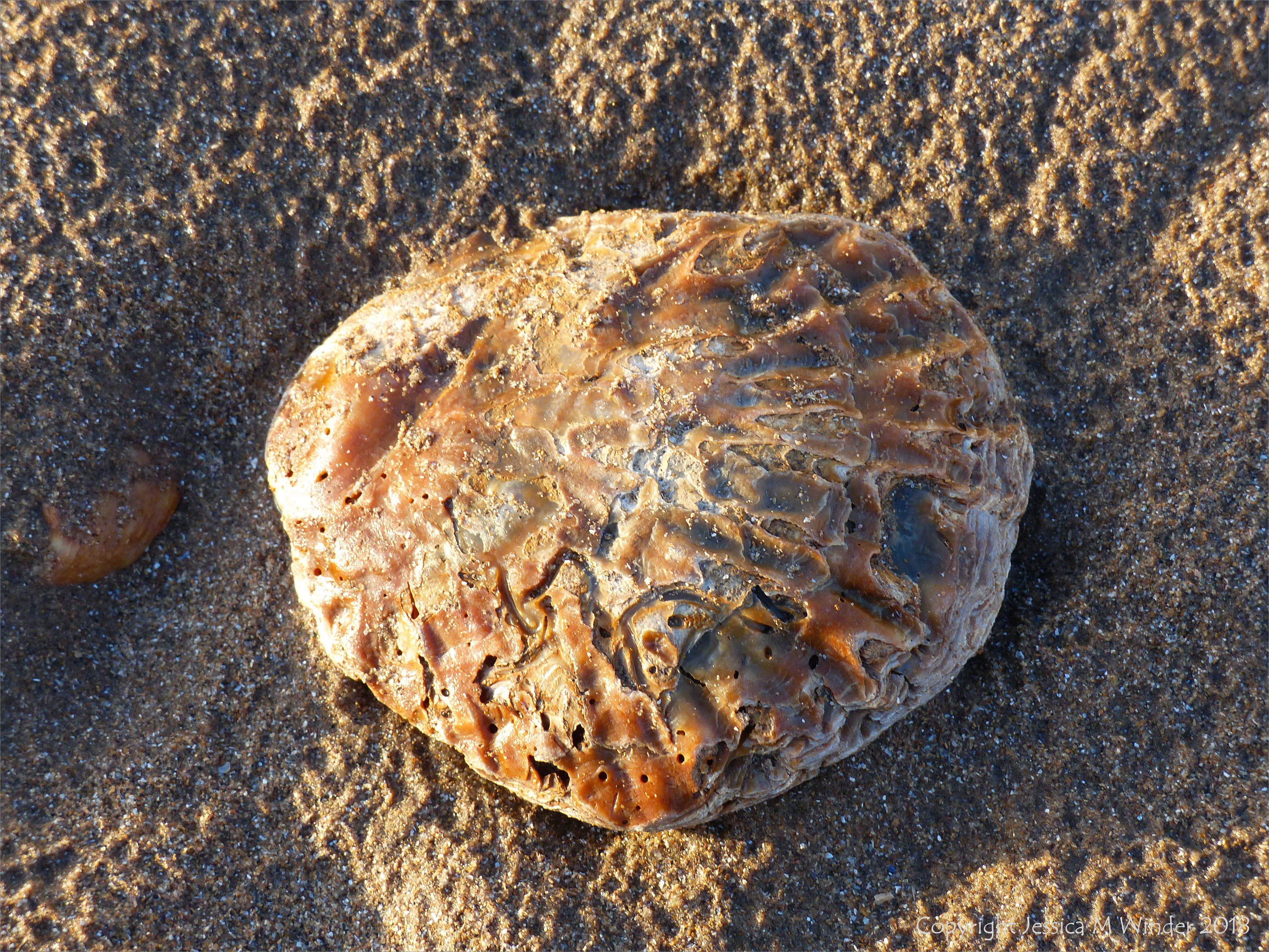 Oyster shell on beach sand
