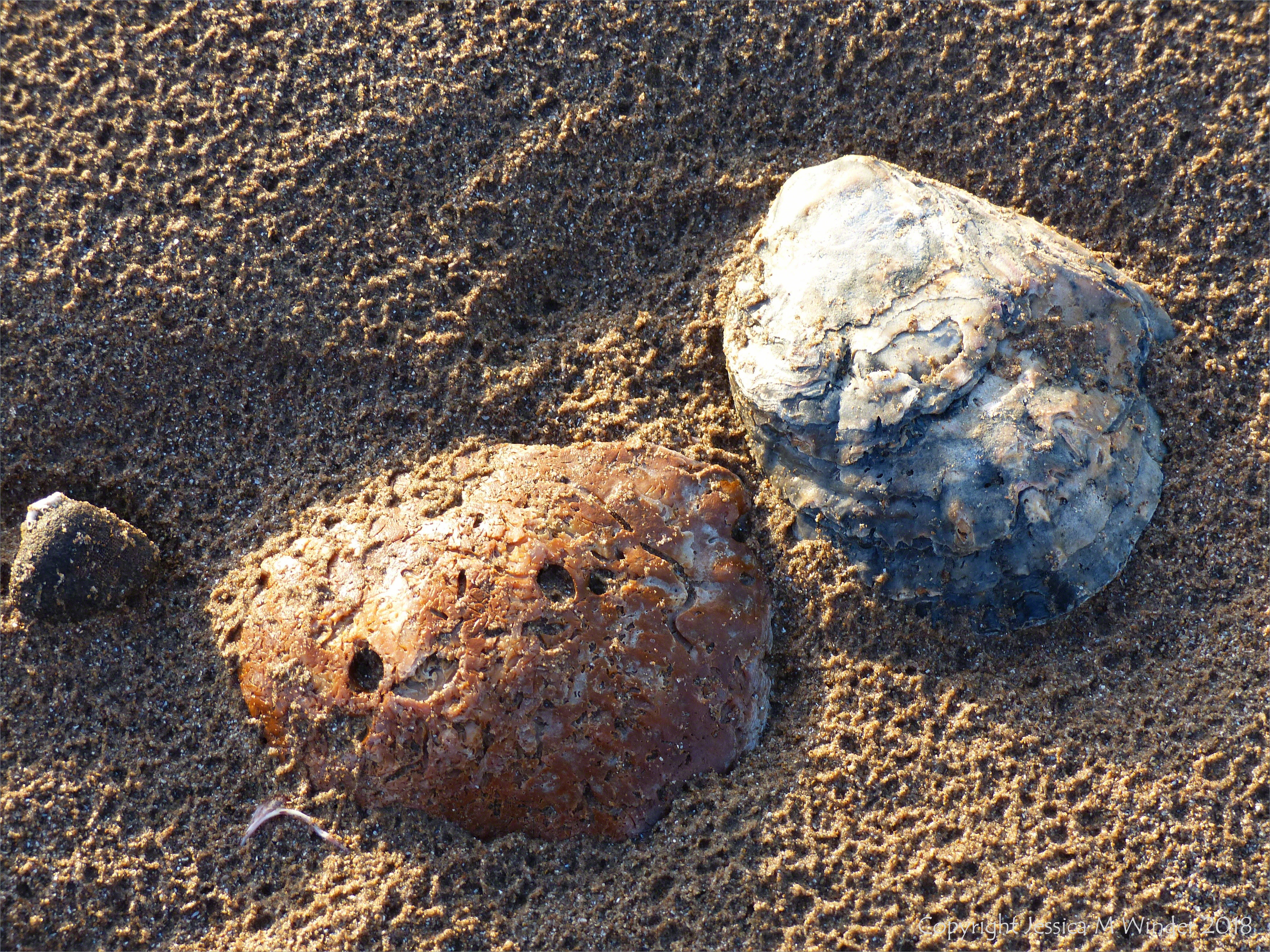 Oyster shells on beach sand