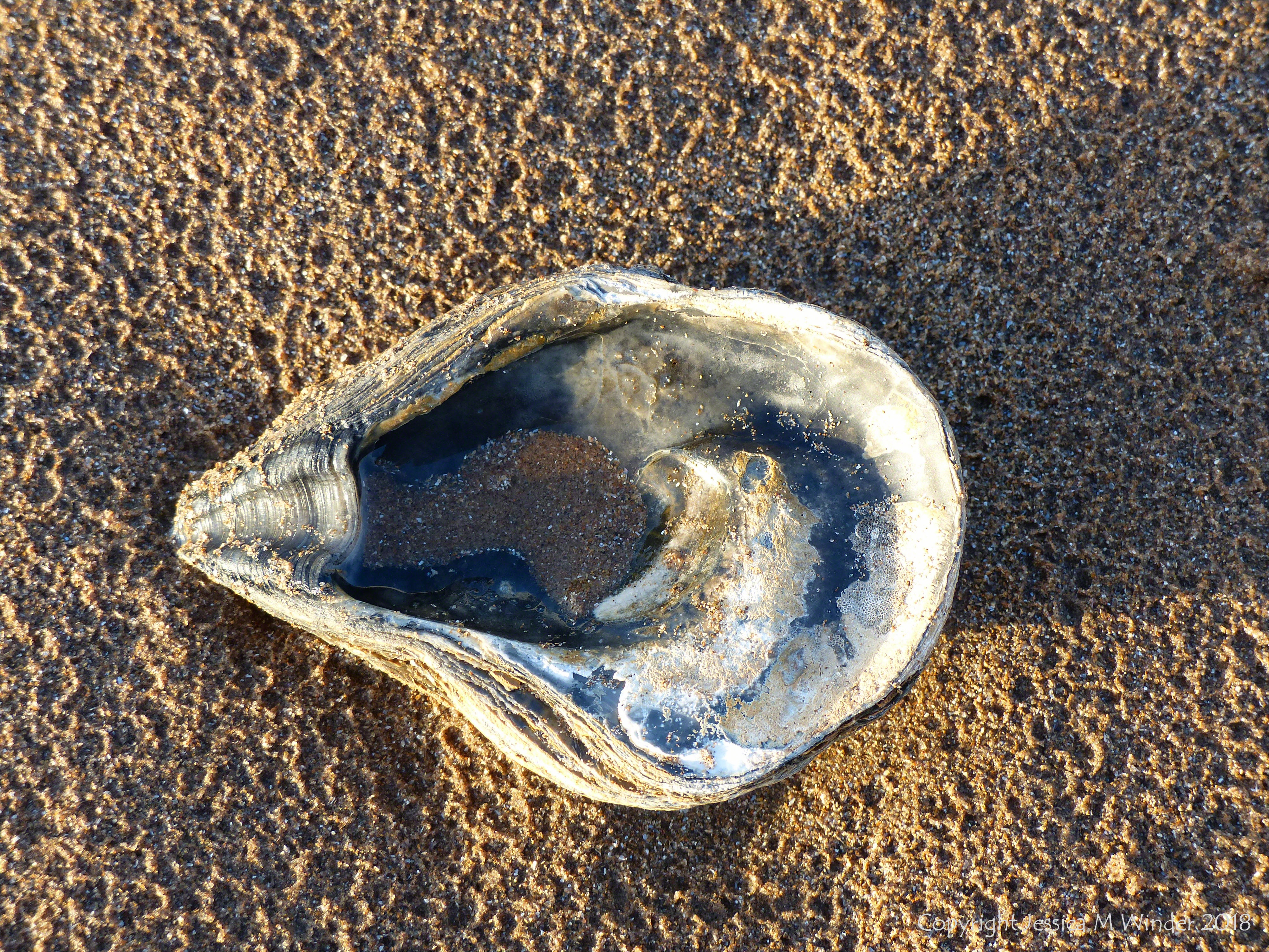 Oyster shell on a sandy beach