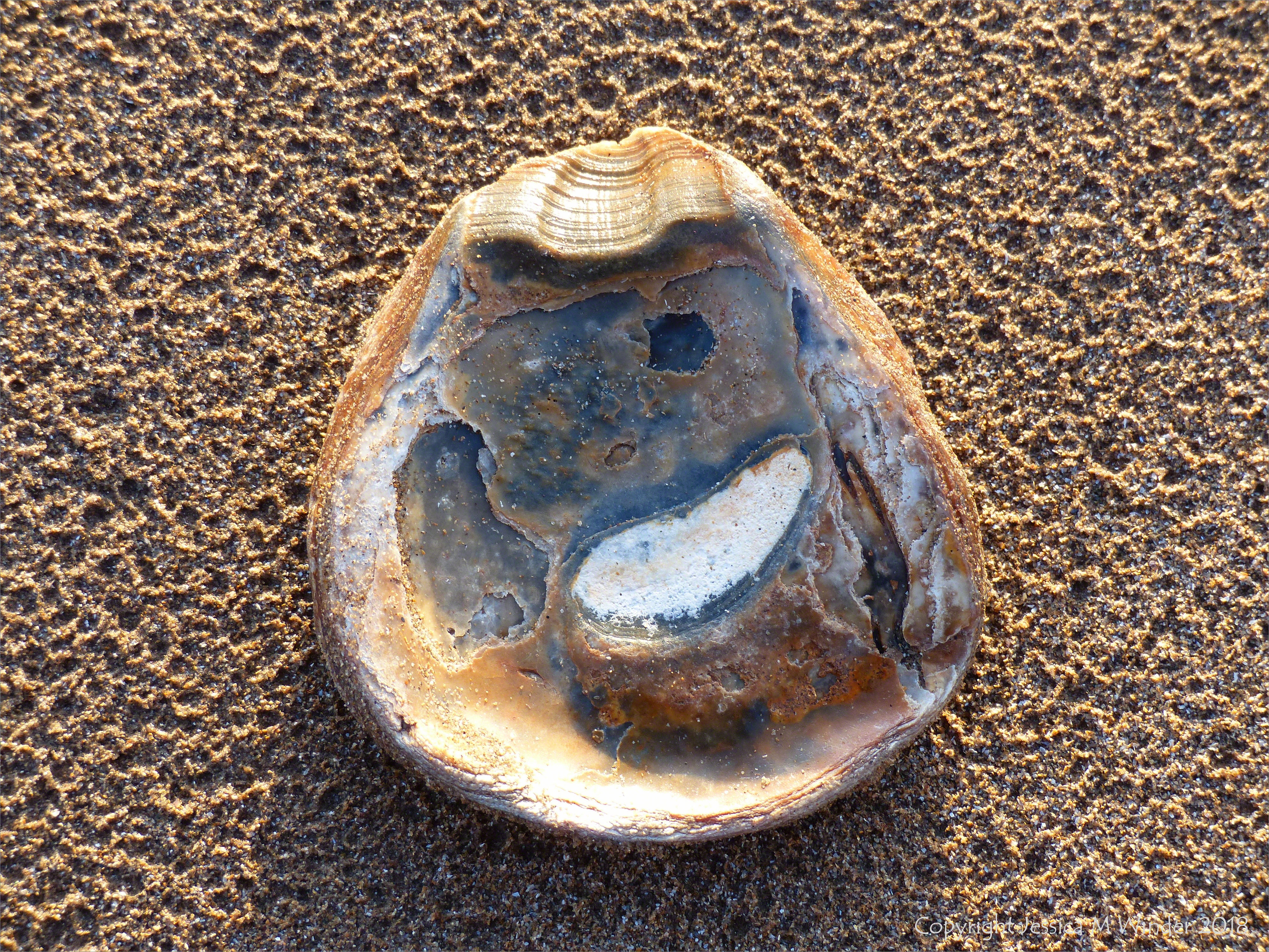 Oyster shell on a sandy beach
