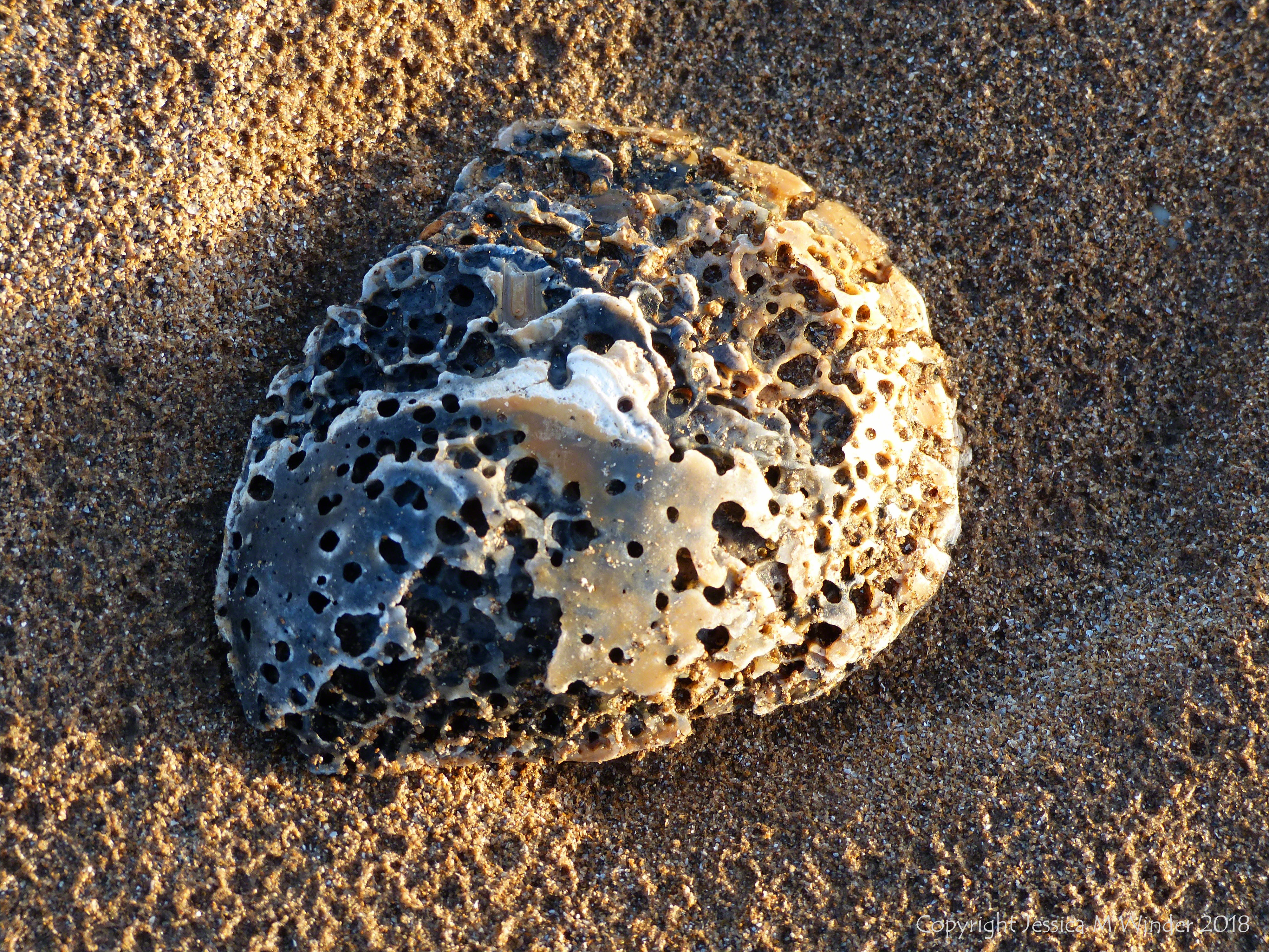 Oyster shell on the beach