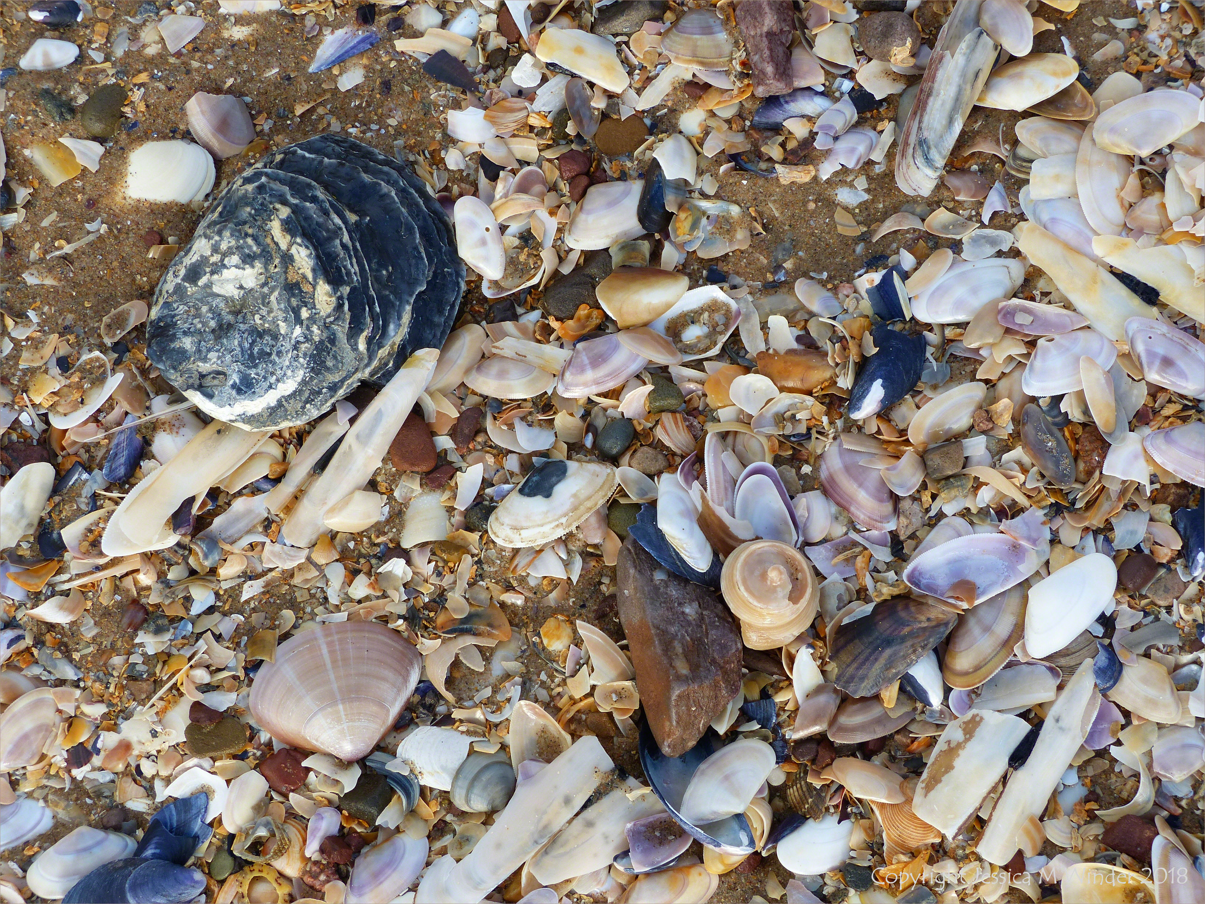 Old oyster shell on the beach with other common British seashells - oyster shell variations