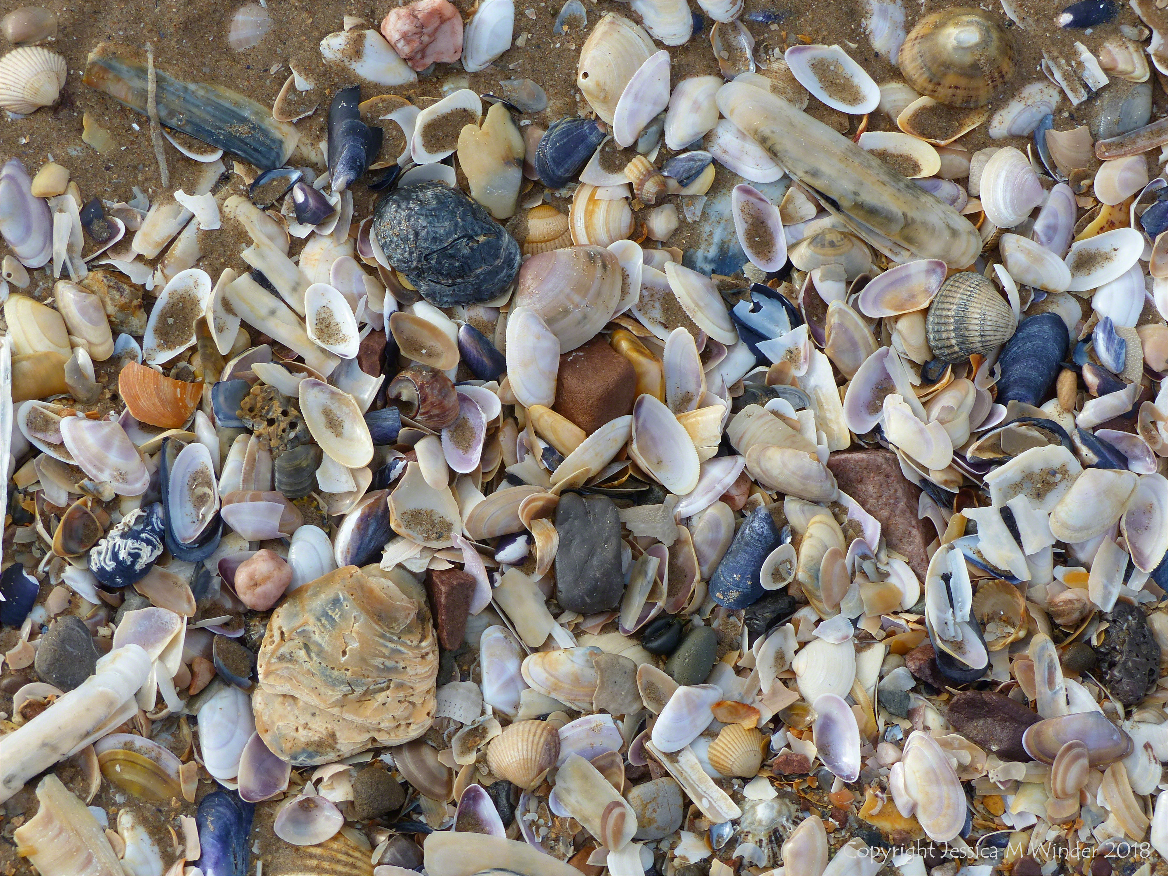 Old oyster shells on the beach with other common British seashells - oyster shell variations