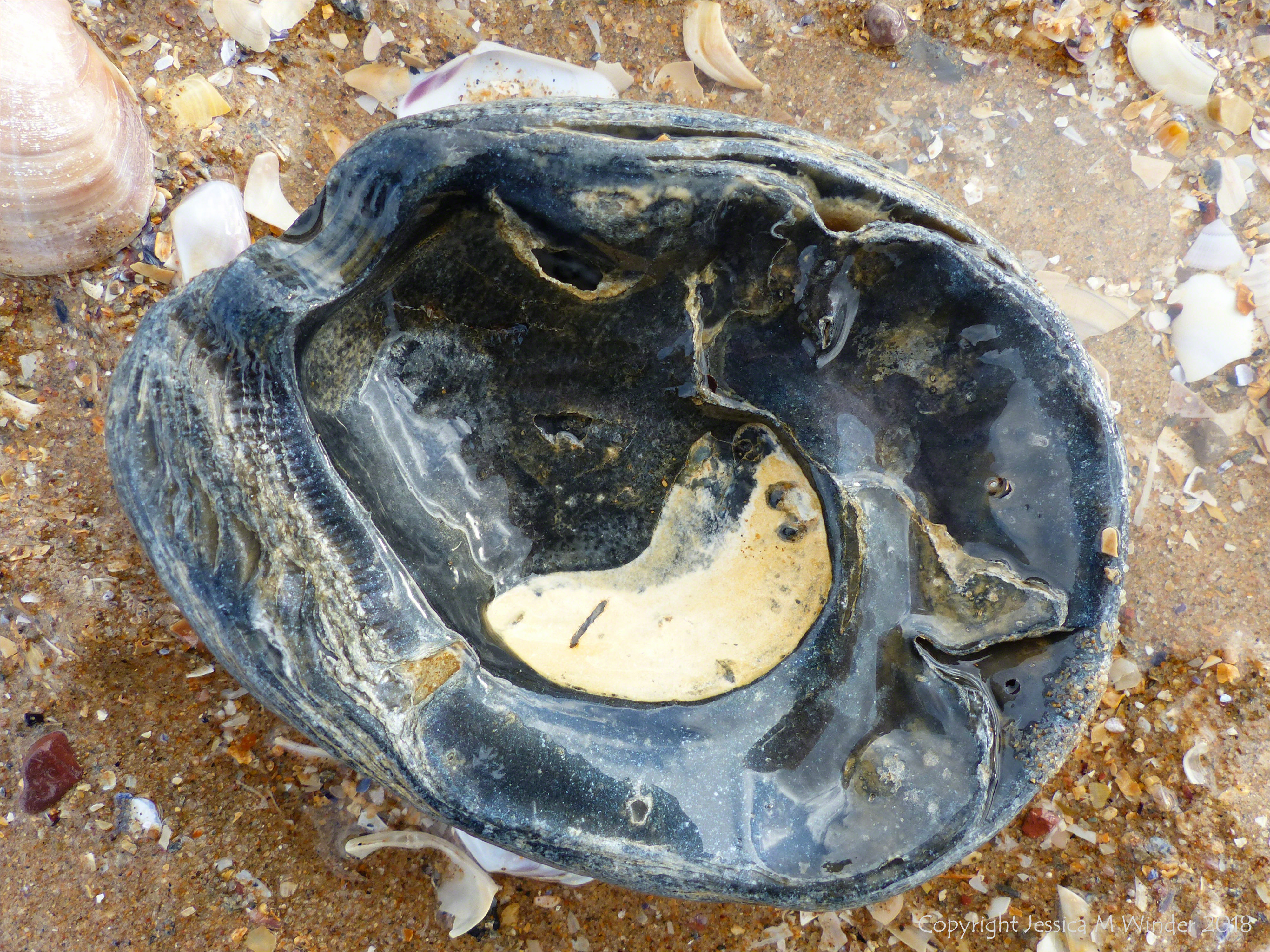 Old oyster shell on the beach - oyster shell variations