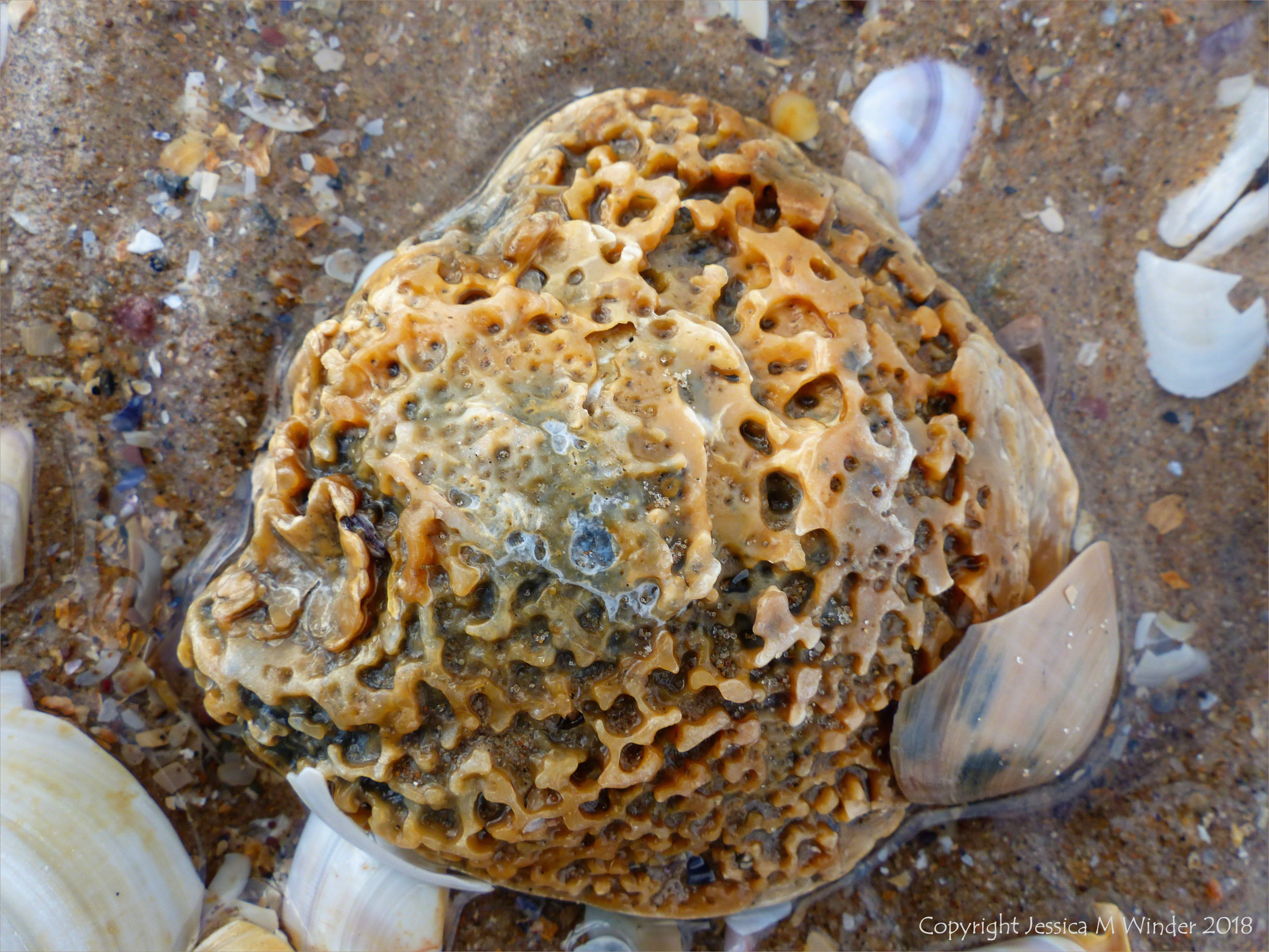 Old oyster shell on the beach with other common British seashells - oyster shell variations