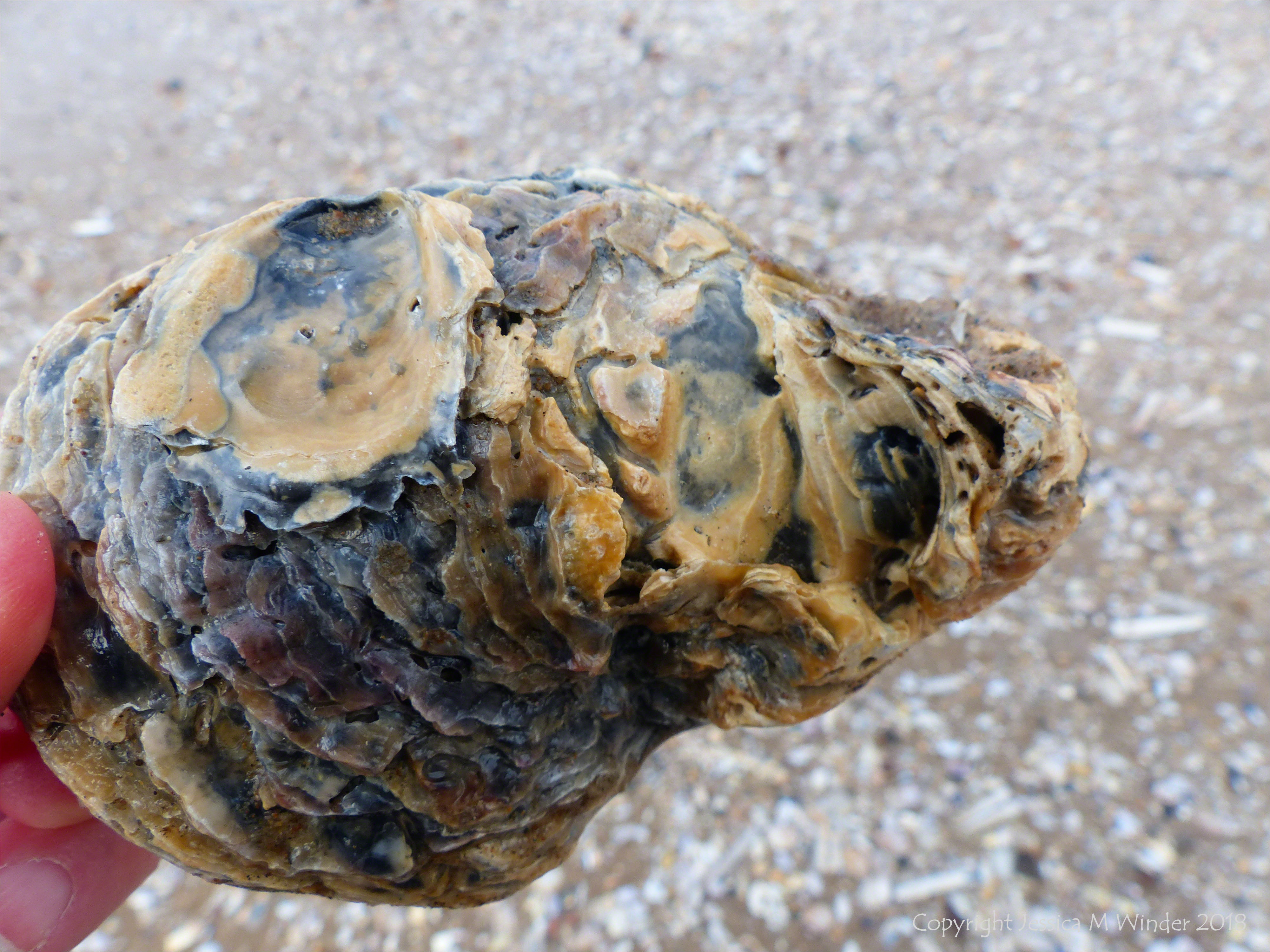 Old oyster shell on the beach - oyster shell variations
