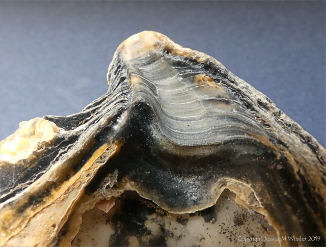 Modern beach-worn Ostrea edulis Flat Oyster shell ligament scar with growth lines